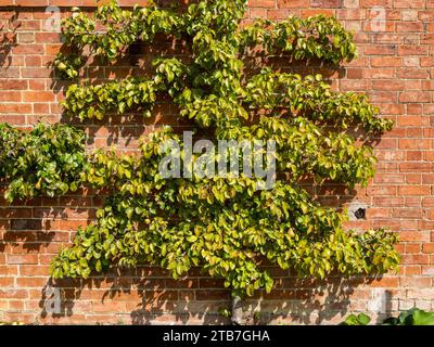 Espalier trainierte Birnenbaum mit Drähten mit Birnen/Früchten, die gegen alte rote Ziegelwand mit Drähten trainiert wurden, im August, Großbritannien Stockfoto