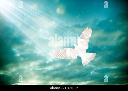 Weiße Taube des Friedens mit himmlischen Lichtstrahlen Stockfoto