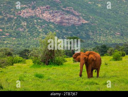 Elefant im grünen Gras nach Regen, Samburu County, Samburu National Reserve, Kenia Stockfoto