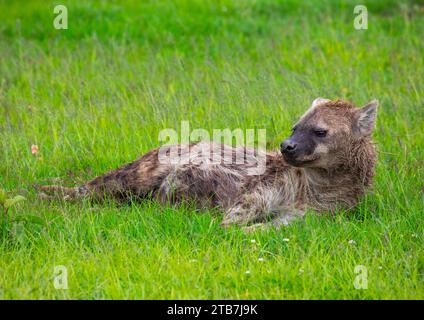 Gefleckte Hyena (Crocuta crocuta), die nach Regen im grünen Gras liegt, Samburu County, Samburu National Reserve, Kenia Stockfoto