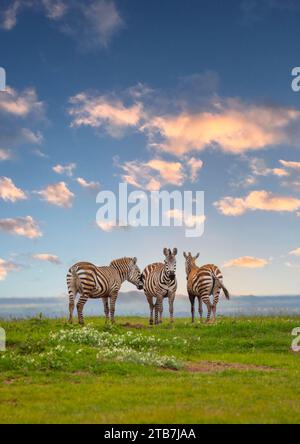 Grevy's Zebras (Equus grevyi), Samburu County, Samburu National Reserve, Kenia Stockfoto