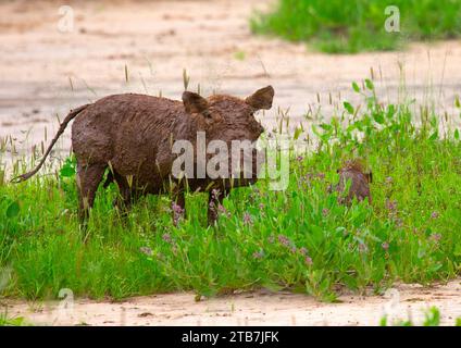 Warzenschweine weiden im grünen Gras nach Regen, Samburu County, Samburu National Reserve, Kenia Stockfoto