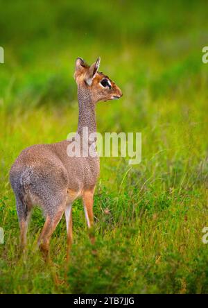 Dik-dik im grünen Gras nach Regen, Samburu County, Samburu National Reserve, Kenia Stockfoto