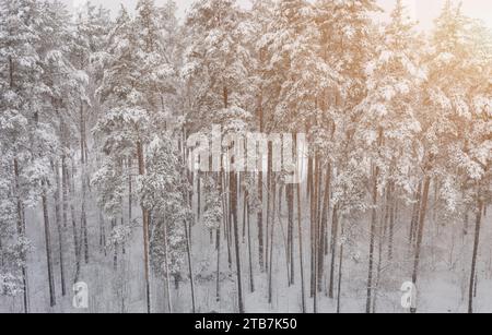 Winterlandschaft aus der Vogelperspektive. Waldbäume, die von frisch gefallenem Schnee bedeckt sind Stockfoto