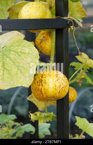 Gurke Kristall Lemon, Cucumis sativus Kristall Lemon, Gurke, runde, helle, zitronenfarbene Früchte Stockfoto