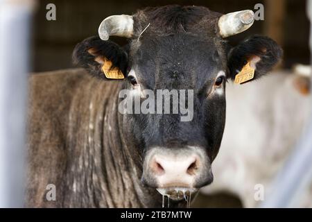 Landwirtschaft „Boeuf de Bazas“ in Gajac im Departement Gironde (Südwestfrankreich): Bazadais, eine französische Rinderrasse. Bazas Kühe, die für mich aufgezogen wurden Stockfoto