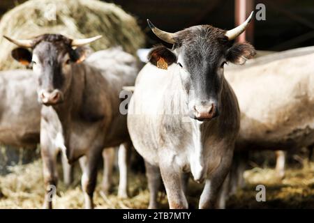 Landwirtschaft „Boeuf de Bazas“ in Gajac im Departement Gironde (Südwestfrankreich): Bazadais, eine französische Rinderrasse. Bazas Kühe, die für mich aufgezogen wurden Stockfoto