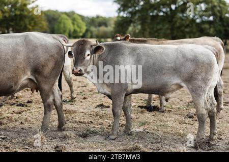 Landwirtschaft „Boeuf de Bazas“ in Gajac im Departement Gironde (Südwestfrankreich): Bazadais, eine französische Rinderrasse. Bazas Kühe, die für mich aufgezogen wurden Stockfoto