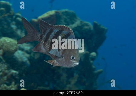 Ein einsamer tropischer Scherenschwanz-Sergeant-Fisch mit markanten Streifen gleitet durch das blaue Wasser seines Korallenriffs und strahlt Ruhe und Anmut aus. Stockfoto