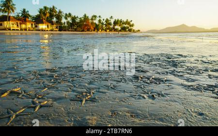 Tropische Strandlandschaft vertikale Komposition, Seestern im reichen Meer vor einem wunderschönen Morgen-Hintergrund in Koh Mook, Thailand Stockfoto