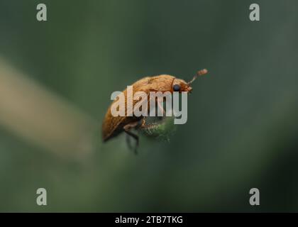 Eine Nahaufnahme eines Himbeerkäfers auf einer Pflanzenspitze Stockfoto