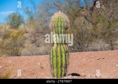 Kakteen in der Sonora-Wüste, Arizona, USA Stockfoto