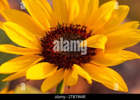 Nahaufnahme einer Sonnenblume Stockfoto
