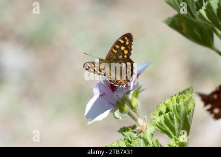 Schmetterling (Pararge xiphioides) auf einer Blume. Stockfoto