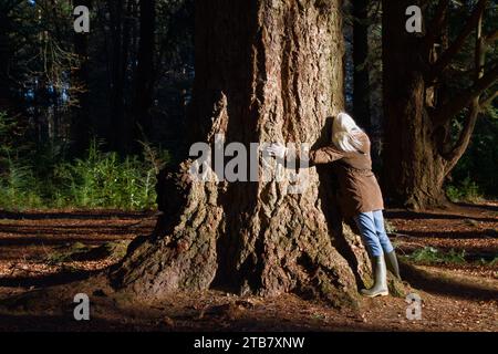 Frau, die sich mit der Natur verbindet, indem sie sich umarmt, Einen großen Zedernbaum im New Forest UK kuschelt Stockfoto