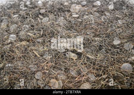 Polen: Auf dem Territorium der Städte Oswiecim und Brzezinka (Birkenau), dem Konzentrationslager Auschwitz-Birkenau Stockfoto