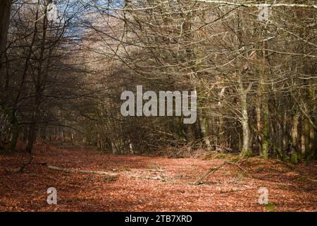 Sunlit Path bedeckt mit gefallenen Blättern durch Bäume, Forest With No Leaves im Herbst, New Forest UK Stockfoto