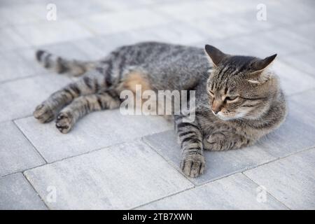 Graue Straßenkatze, die auf dem Asphalt auf der Straße liegt Stockfoto