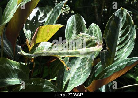 Blick auf die grün-weiß gefärbten Blätter einer Calathea-Pflanze mit dem wachsenden Moos auf der Blattoberfläche. Diese Pflanze wird als Calatheas oder pra bezeichnet Stockfoto