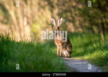 Ein wildes braunes Kaninchen auf einem grasbewachsenen Gebiet, umgeben von Sträuchern und Laub in einer natürlichen Umgebung Stockfoto