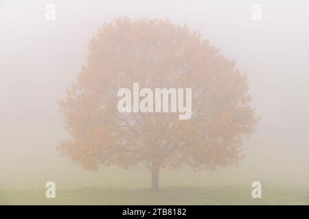 Baum mit Herbstlaub bei nebligen Morgenbedingungen, Burrowbridge, Somerset, England. Herbst (Dezember) 2022. Stockfoto