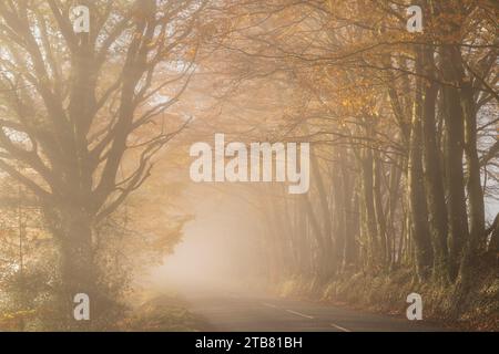 Landstraße umgeben von bunten Bäumen an einem nebeligen Spätherbsttag, Wellington, Somerset, England. Herbst (Dezember) 2022. Stockfoto