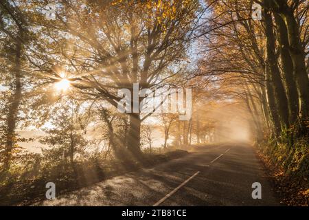 Landstraße umgeben von bunten Bäumen an einem nebeligen Spätherbsttag, Wellington, Somerset, England. Herbst (Dezember) 2022. Stockfoto