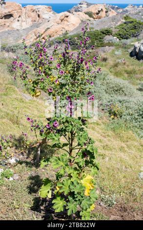 Malve (Lavatera arborea, Malva arborea oder Malva eryocalix) ist ein Sträucher, der in den Küsten Westeuropas und im Mittelmeerraum beheimatet ist. Dieses Foto war ta Stockfoto