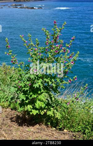 Malve (Lavatera arborea, Malva arborea oder Malva eryocalix) ist ein Sträucher, der in den Küsten Westeuropas und im Mittelmeerraum beheimatet ist. Dieses Foto war ta Stockfoto