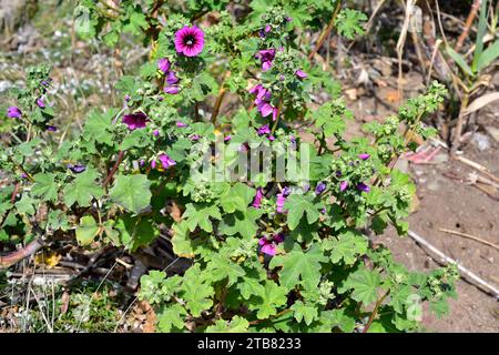 Malve (Lavatera arborea, Malva arborea oder Malva eryocalix) ist ein Sträucher, der in den Küsten Westeuropas und im Mittelmeerraum beheimatet ist. Dieses Foto war ta Stockfoto