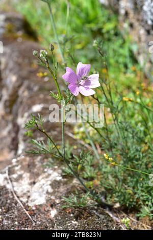 Malva moschata ist ein mehrjähriges Kraut, das in Mittel- und Südeuropa, Nordafrika und Westasien beheimatet ist. Dieses Foto wurde in Arribes aufgenommen Stockfoto