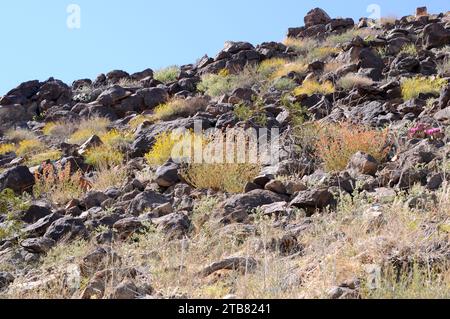 Aprikosenmalve oder Wüstenglobemallow (Sphaeralcea ambigua) ist ein im Südwesten der USA und im Nordwesten Mexikos heimischer Sträucher. Dieses Foto wurde in Jos aufgenommen Stockfoto