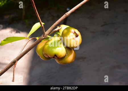 Der Java-Apfel (Syzygium samarangense oder Eugenia javanica) ist ein tropischer Baum, der auf der Malaiischen Halbinsel beheimatet ist. Seine Früchte (Beeren) sind essbar. Dieses Foto war t Stockfoto