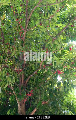 Der malaiische Rosenapfel (Syzygium malaccense oder Eugenia malaccensis) ist ein tropischer Baum aus Malaysia und Australien. Seine Früchte sind essbar. Dieses Foto W Stockfoto