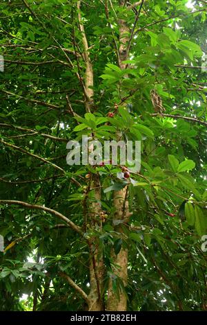 Der malaiische Rosenapfel (Syzygium malaccense oder Eugenia malaccensis) ist ein tropischer Baum aus Malaysia und Australien. Seine Früchte sind essbar. Dieses Foto W Stockfoto