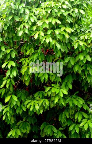 Der malaiische Rosenapfel (Syzygium malaccense oder Eugenia malaccensis) ist ein tropischer Baum aus Malaysia und Australien. Seine Früchte sind essbar. Dieses Foto W Stockfoto