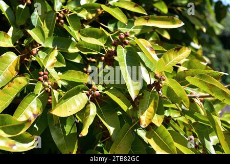 Rotblättrige Feige (Ficus ingens) ist ein Baum aus Afrika und Süd-Arabien. Früchte und Blätter Detail. Stockfoto