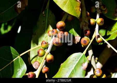 Rotblättrige Feige (Ficus ingens) ist ein Baum aus Afrika und Süd-Arabien. Früchte und Blätter Detail. Stockfoto