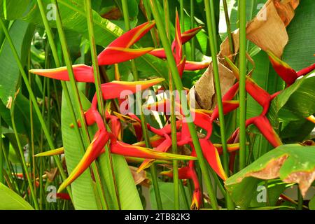 Feuervogel (Heliconia stricta) ist eine Zierpflanze, die im tropischen Südamerika beheimatet ist. Blütenstand. Stockfoto