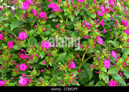 Marvel of Peru oder Four-Uhr-Blume (Mirabilis jalapa) ist eine mehrjährige Pflanze mit bunten Blüten aus dem tropischen Südamerika. Stockfoto