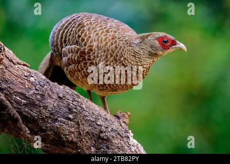 Ein lebendiger Kalij Fasan (Lophura leucomelanos), der auf einem Baumzweig in Indien thront Stockfoto