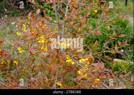 Bird's Eye Bush, Karneval Ochna oder Micky Mouse Bush (Ochna serrulata) ist ein in Südafrika heimischer Zierstrauch. Stockfoto