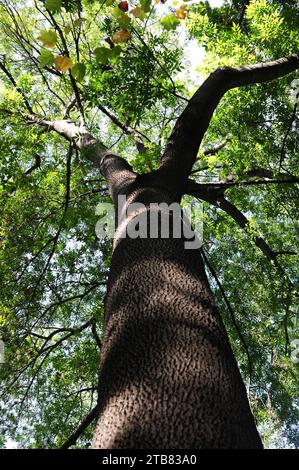 Grüne Esche (Fraxinus pennsylvanica) ist ein Laubbaum, der im östlichen und mittleren Nordamerika beheimatet ist. Stockfoto