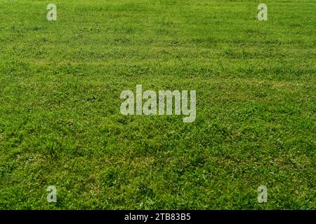 Grünes Gras auf dem Rasen im Sommer als organisches Hintergrundstrukturmuster Stockfoto