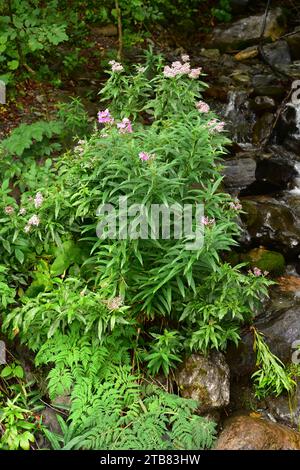 Chamaenerion angustifolium oder Epilobium angustifolium) ist ein mehrjähriges Kraut, das in der nördlichen Hemisphäre beheimatet ist. Dieses Foto W Stockfoto