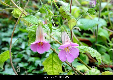 Chinesischer Fuchshandschuh (Rehmannia elata) ist eine Zierpflanze und mehrjährige Pflanze aus China. Blumendetail. Stockfoto