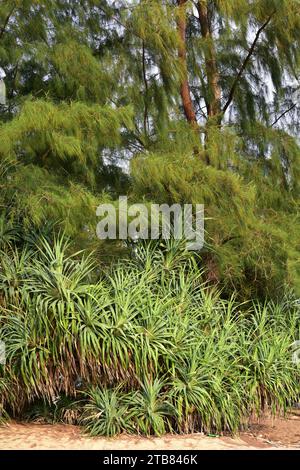 Screwpine (Pandanus utilis) und australische Kiefer (Casuarina equisetifolia) an einem Phuket Strand, Thailand. Stockfoto