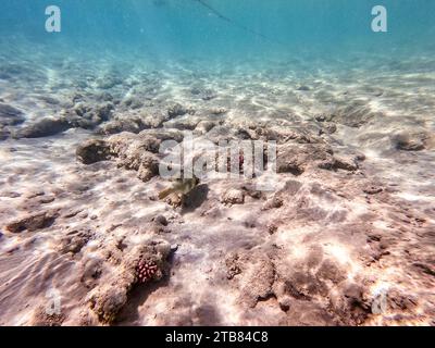 Whitespotted Puffer, bekannt als Arothron hispidus unter Wasser am Korallenriff. Unterwasserleben von Riff mit Korallen und tropischen Fischen. Coral Reef am Stockfoto