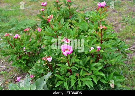 Rosa alabardera (Paeonia broteri oder Paeonia broteroi) ist ein ausdauerndes Kraut, das in Spanien und Portugal endemisch ist. Dieses Foto wurde in Arribes del Duero Nat aufgenommen Stockfoto