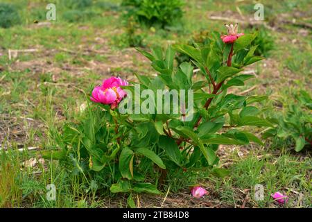 Rosa alabardera (Paeonia broteri oder Paeonia broteroi) ist ein ausdauerndes Kraut, das in Spanien und Portugal endemisch ist. Dieses Foto wurde in Arribes del Duero Nat aufgenommen Stockfoto
